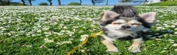 Chihuahua dogs for stud: Long coat Chihuahua - Riley - For Stud Only - Advert 4