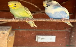 Budgerigars birds for sale: Budgies for sale - Image 4