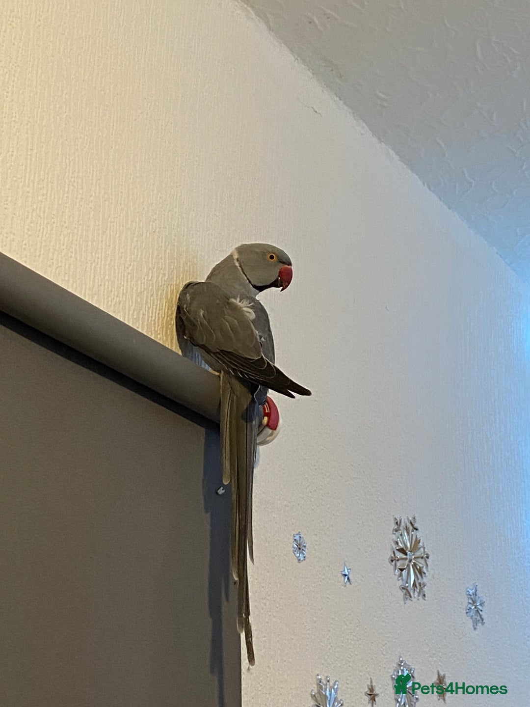 Ringnecks birds for sale: Bailey the grey IRN - Advert 4