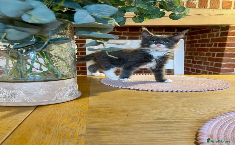 Maine Coon cats - Advert 12