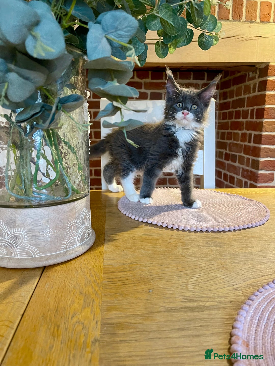 Maine Coon cats for sale: 😻GCCF HUGE RUSSIAN/GERMAN IMPORT MC KITTENS 😻 - Image 1