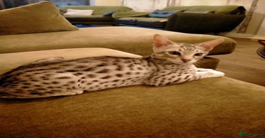 Savannah cats - Advert 2