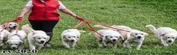 Golden Retriever dogs for sale: KC reg Golden retriever puppies 5* licence - Advert 17
