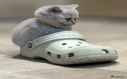 British Shorthair cats for sale: British Shorthair Kittens - Image 1