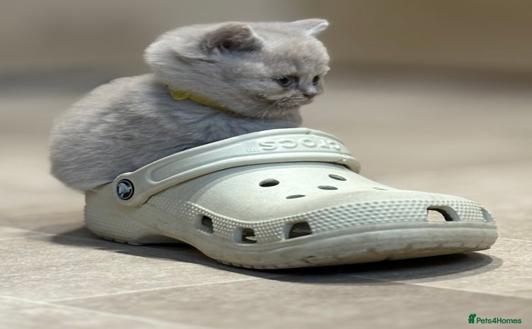 British Shorthair cats for sale - Advert 1