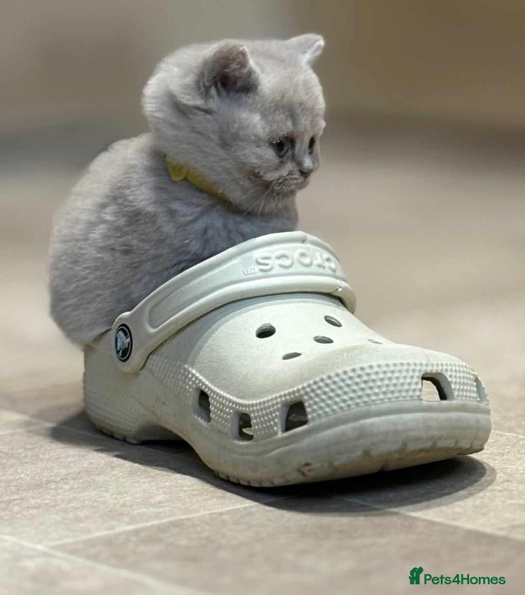 British Shorthair cats for sale: British Shorthair Kittens - Image 1