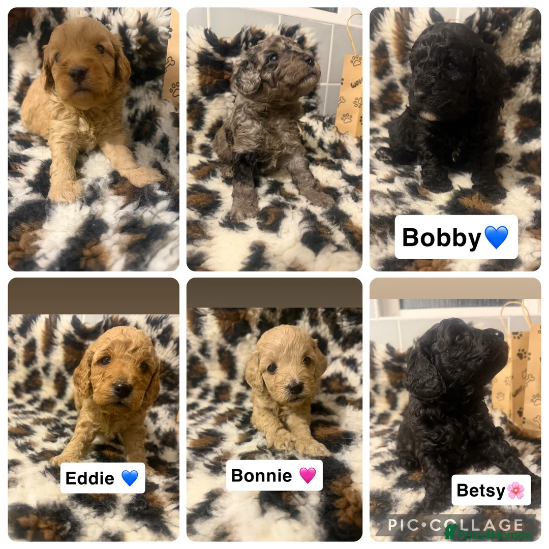 Cockapoo dogs for sale: 🌸Beautiful cockapoo puppies, ready 03 March🌸 - Advert 2
