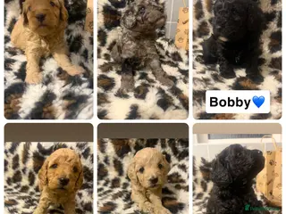 Cockapoo dogs 🌸Beautiful cockapoo puppies, ready 03 March🌸 - Advert 18