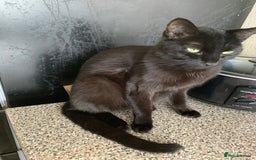 Maine Coon cats for sale: Free 2 year old Main coon crosses - Image 8