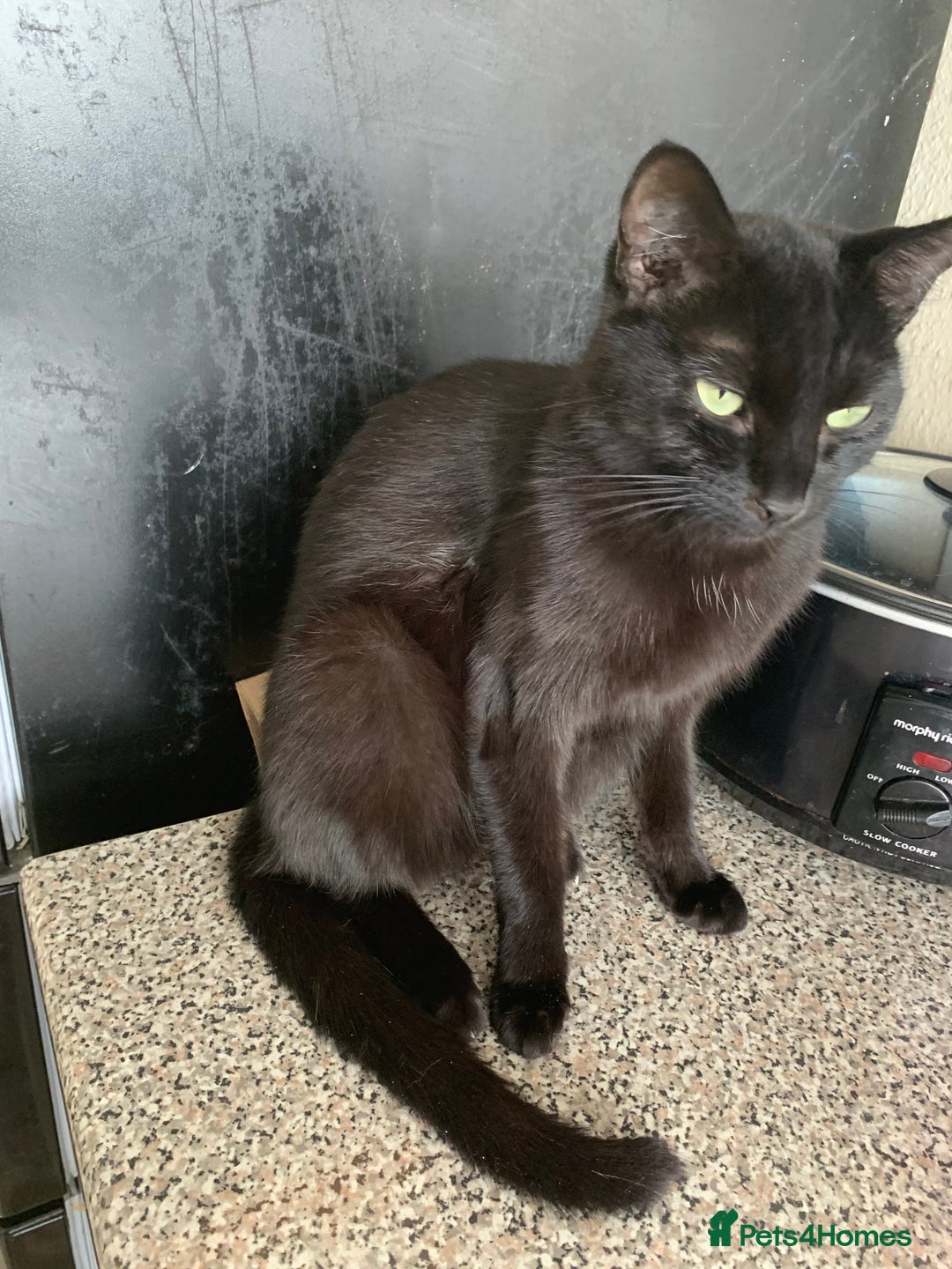Maine Coon cats for sale: Free 2 year old Main coon crosses - Image 8