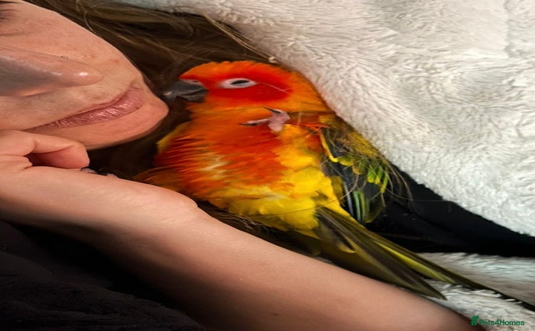 Conures birds - Advert 1