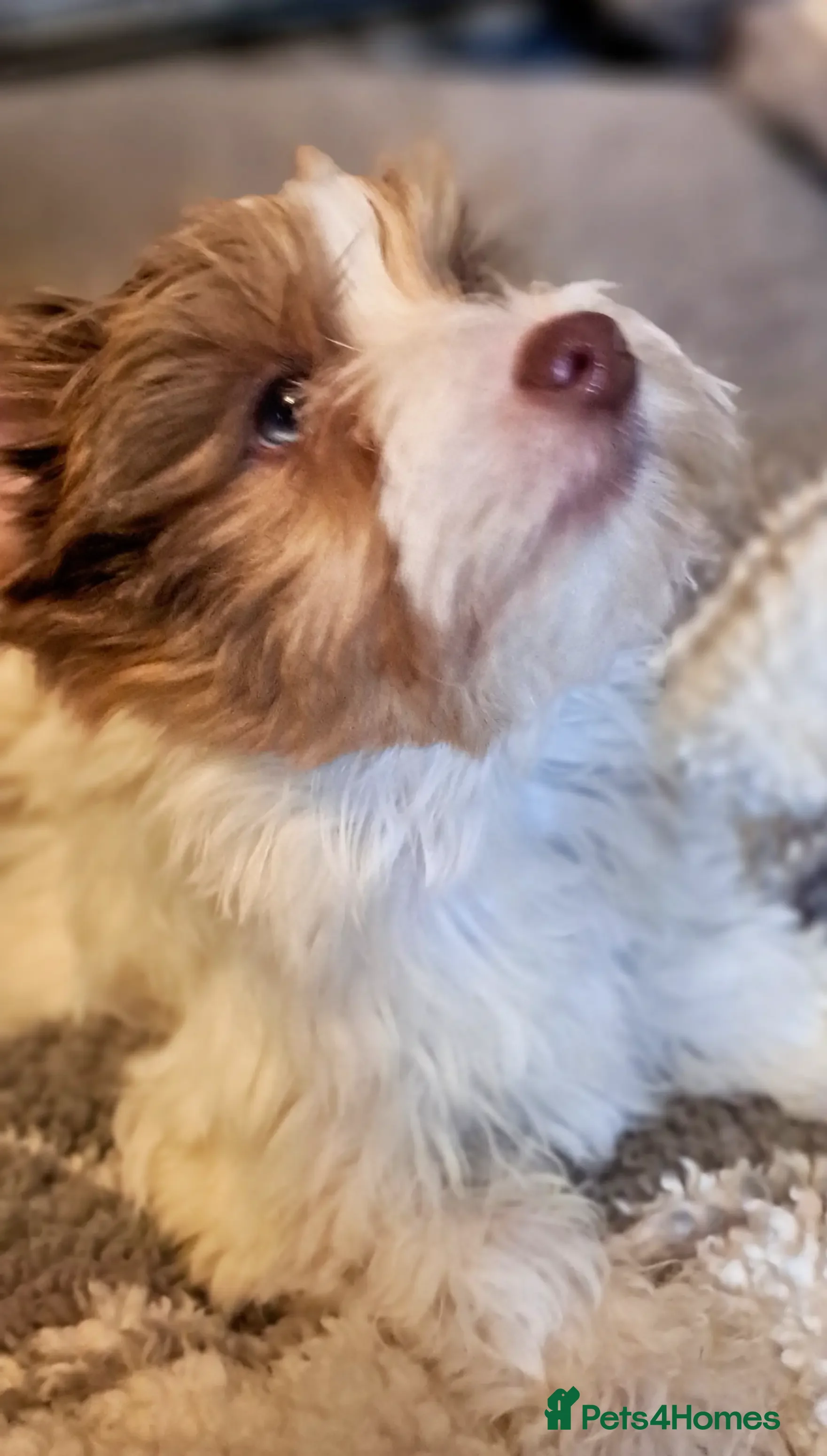 Yorkshire Terrier dogs Alien-Eyed Merle Yorkies 2025 – 4 left Glasgow - Advert 1