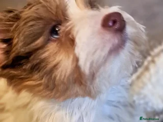 Yorkshire Terrier dogs Alien-Eyed Merle Yorkies 2025 – 4 left Glasgow - Advert 2