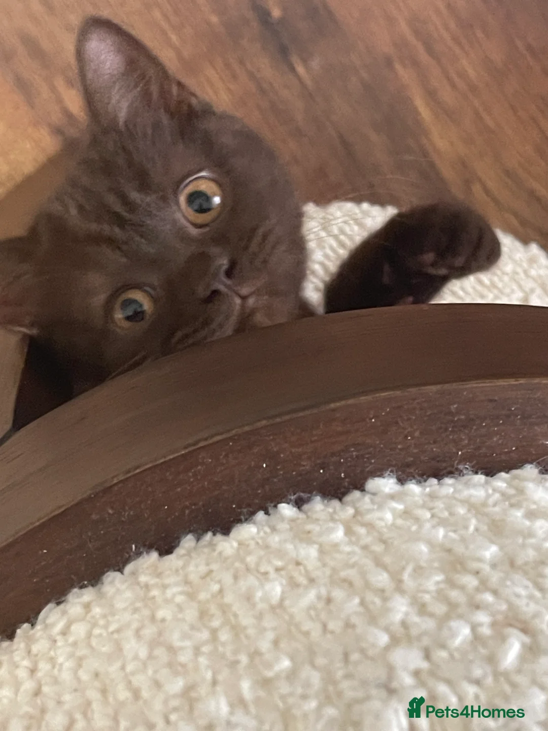 British Shorthair cats for sale: GCCF ACTIVE FEMALE CHOCOLATE  - Advert 2