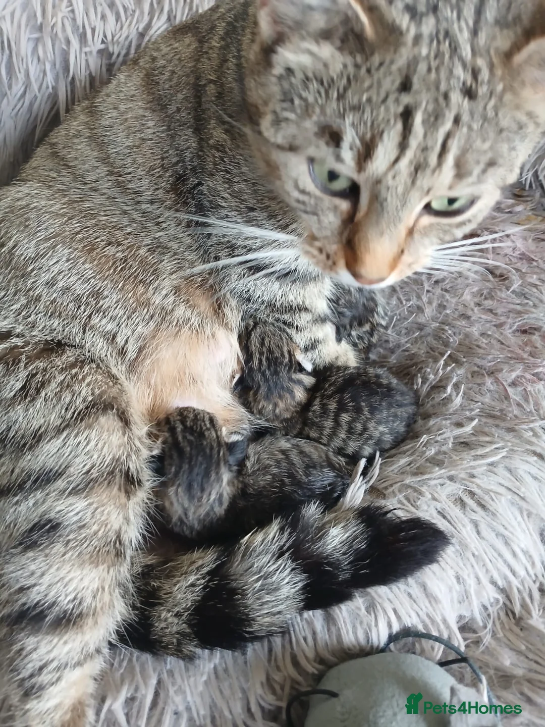 British Shorthair cats for sale: Beautiful Kittens  - Advert 3