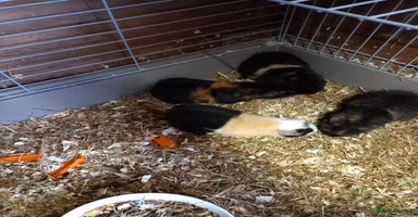 Guinea Pig rodents - Advert 4