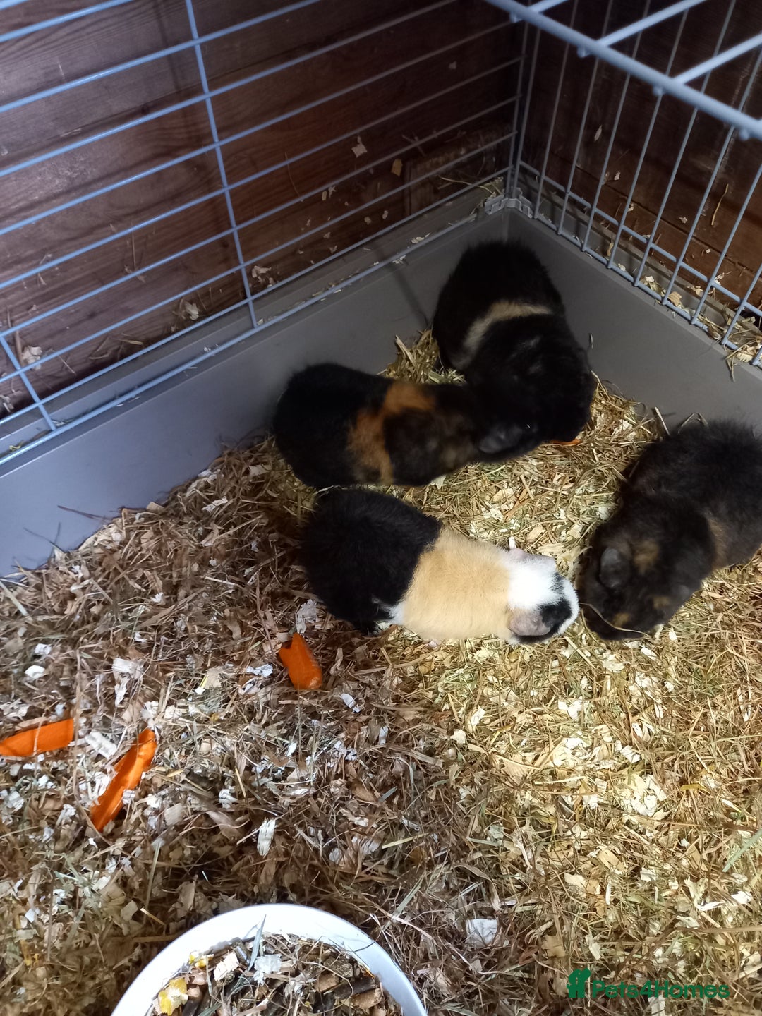 Guinea Pig rodents for sale: Teddy guinea pigs - Image 2