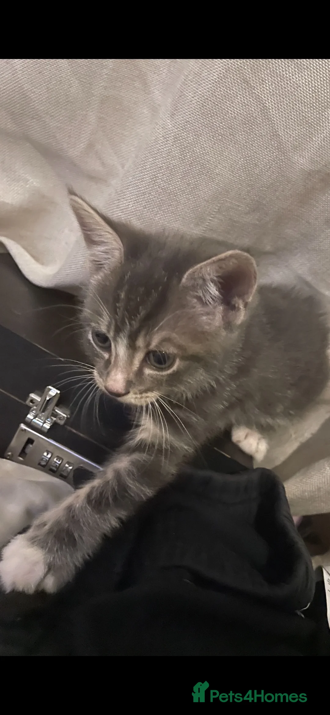 Mixed Breed cats for sale: British short hair/tabby mix - Advert 6