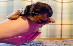 Miniature Dachshund dogs for sale: Gorgeous Long Haired KC Miniature Dachshunds - Image 17