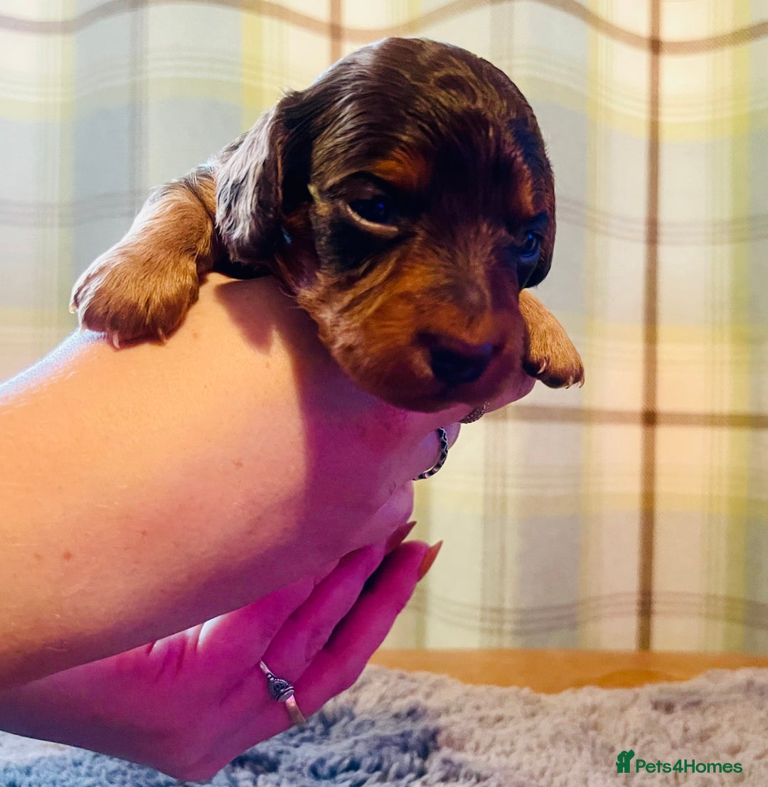 Miniature Dachshund dogs for sale: Gorgeous Long Haired KC Miniature Dachshunds - Image 17