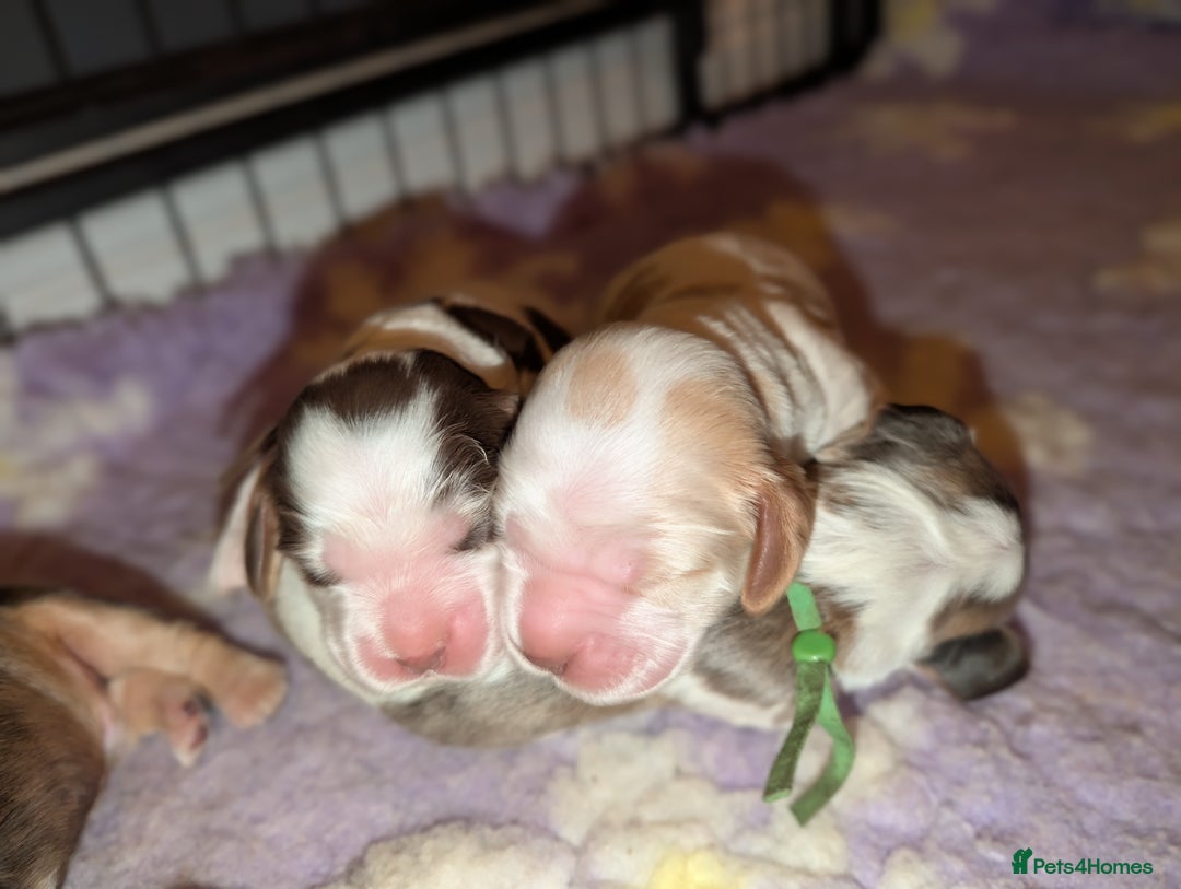 Cocker Spaniel dogs for sale: CHAMPION BLOODLINE SHOW COCKER BOY PUPPIES  - Advert 5