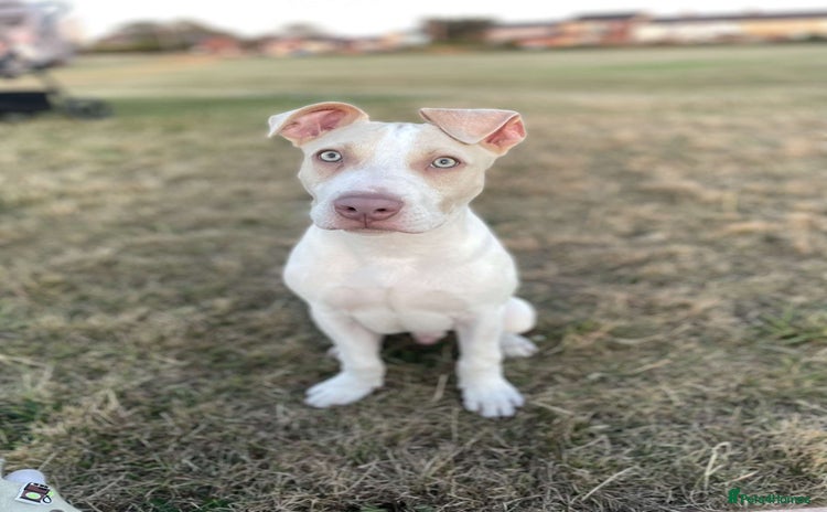 Mixed Breed dogs - Advert 1