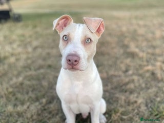 Mixed Breed dogs - Advert 19