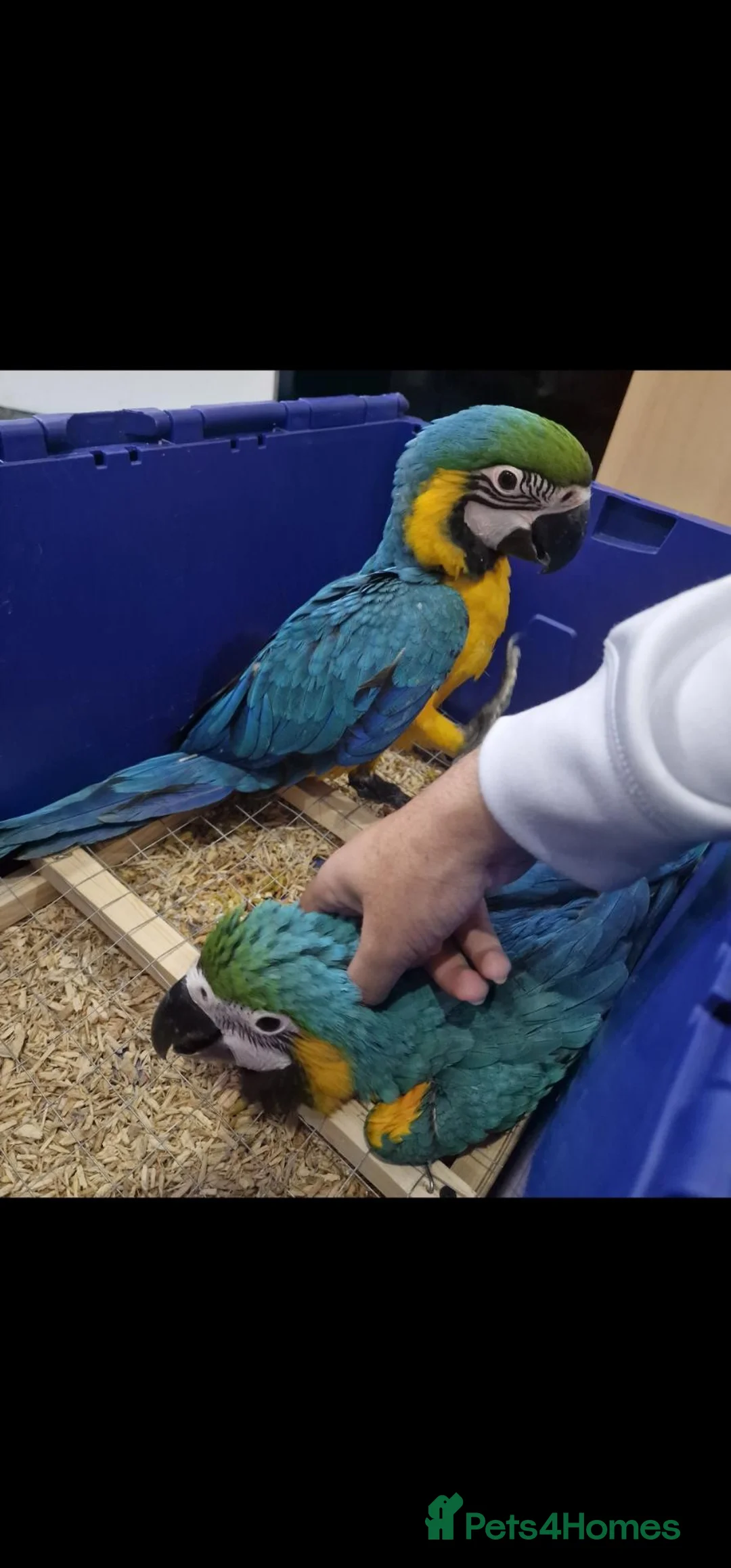 Budgerigars birds for sale: LAST ONE! BABY BLUE&GOLD MACAW PARROT. - Advert 2