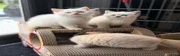 British Shorthair cats for sale: British shorthair kittens 😺 - Advert 13