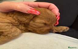 Cavapoo dogs for sale: Beautiful TOY Cavapoo puppies  - Image 3