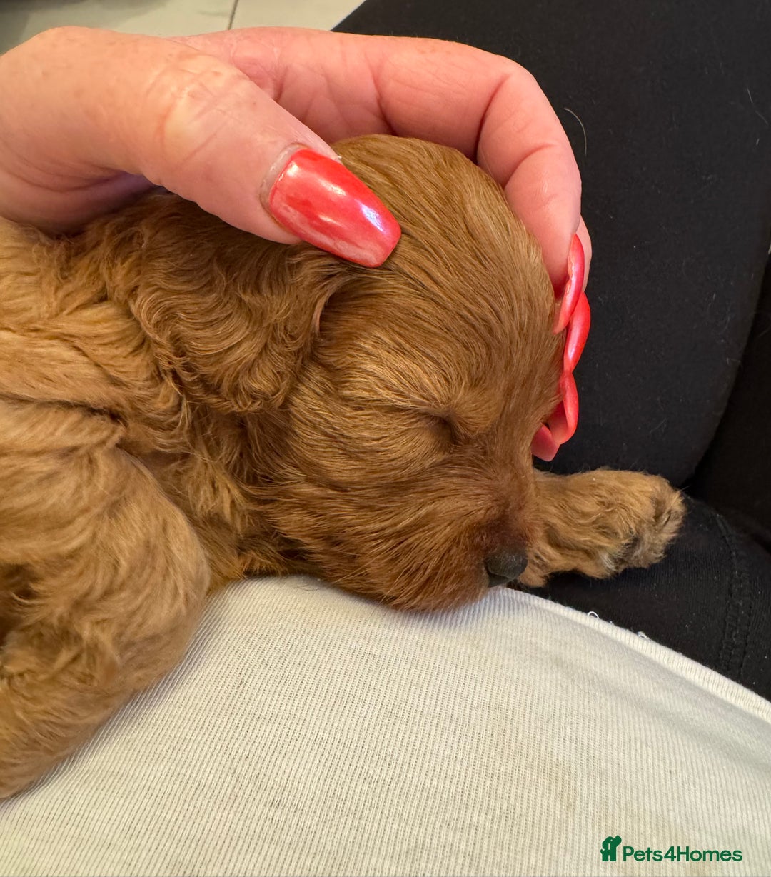 Cavapoo dogs for sale: Beautiful TOY Cavapoo puppies  - Image 3