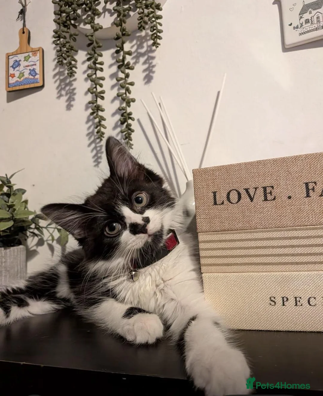 British Longhair cats for sale: Beautiful black & white kitten  in Stratford-upon-Avon - Advert 2