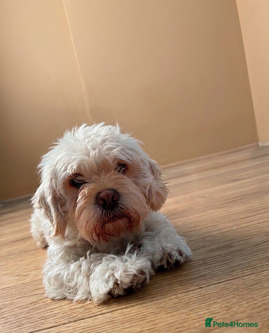 Mixed Breed dogs Puppies for sale - Advert 2