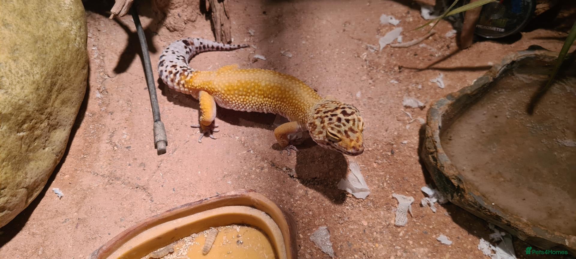 Leopard Gecko reptiles for sale: Adult Leapard Gecko & Enclosure  - Advert 1