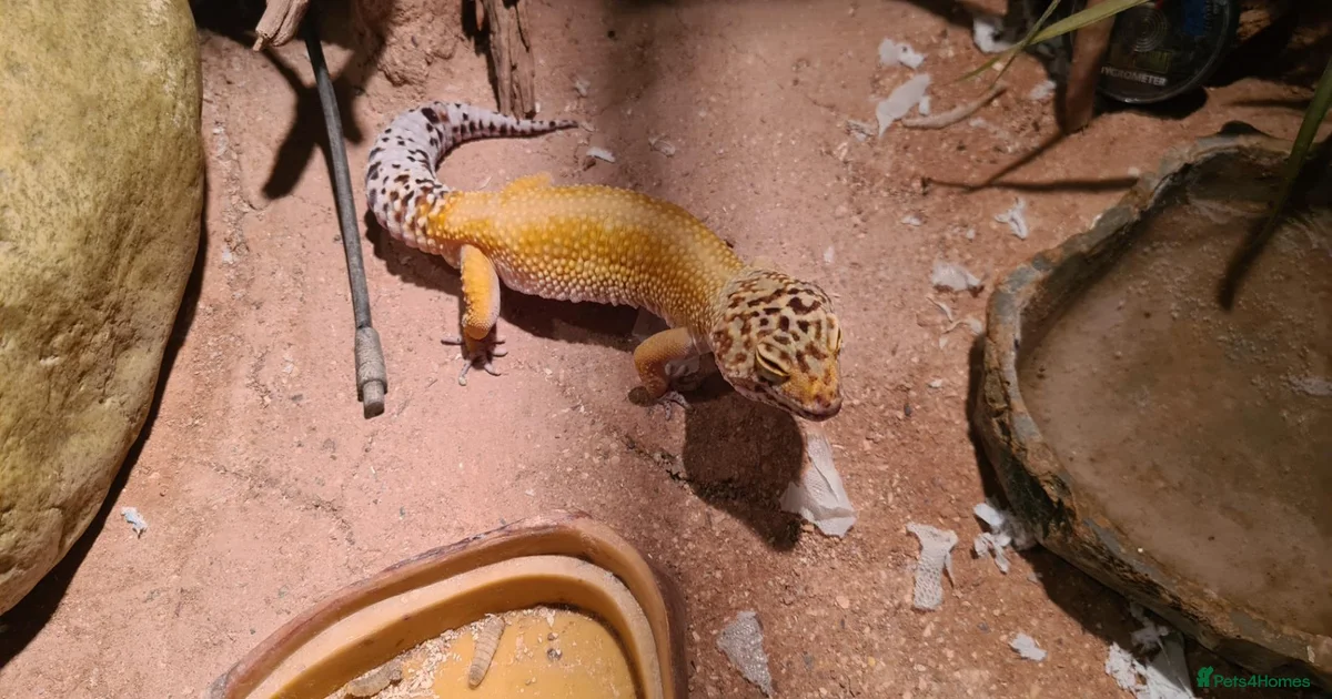 Adult Leapard Gecko & Enclosure for sale in Chatteris | Pets4Homes