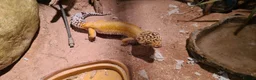 Leopard Gecko reptiles for sale: Adult Leapard Gecko & Enclosure  in Chatteris - Advert 1