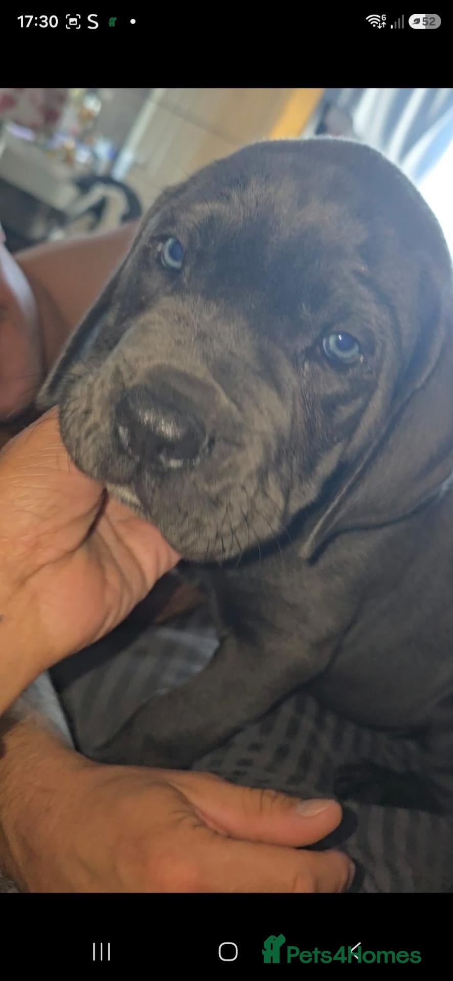 Cane Corso dogs 🧡 KODA – LAST CANE CORSO PUPPY AVAILABLE 🧡 - Advert 4