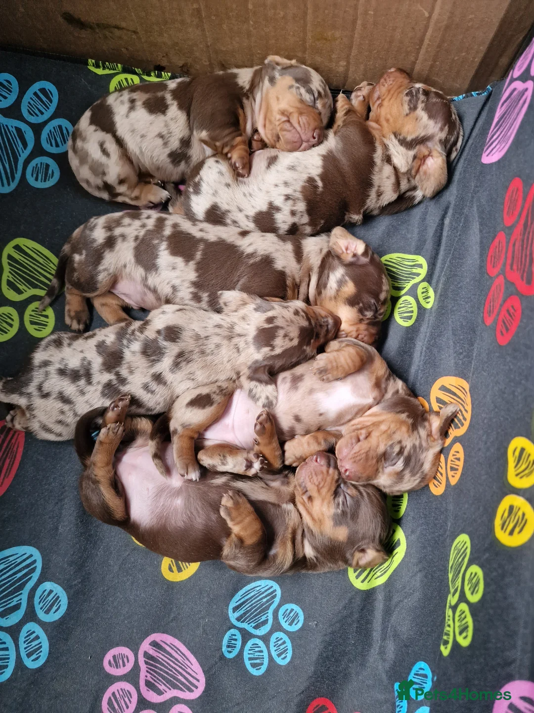 Dachshund dogs for sale: Dacshund Puppies for sale - Advert 14