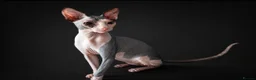 Sphynx cats for sale: Blue eye sphynx boy, DBE TICA  GCCF,  kitten  - Advert 3