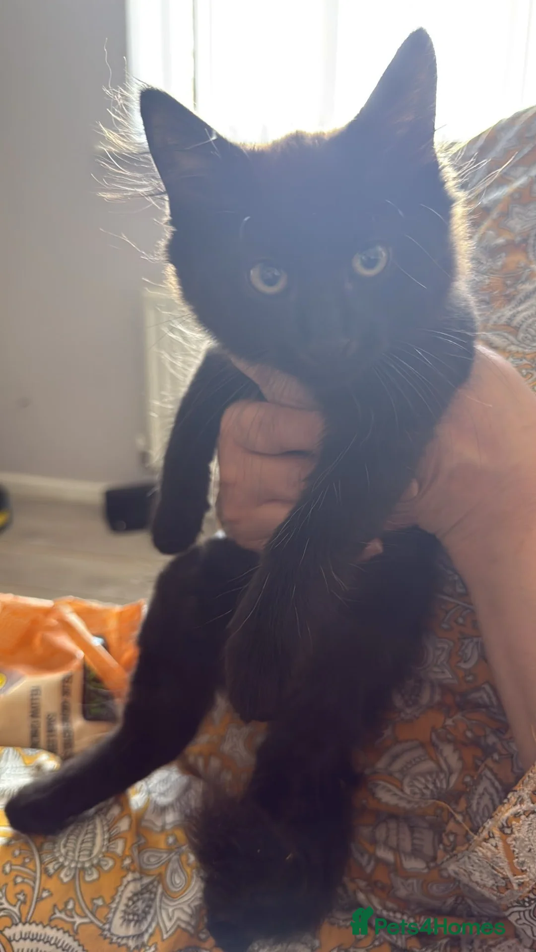 Domestic Shorthair cats for sale: Black kittens available  - Advert 15
