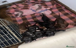 Mixed Breed dogs for sale: Cane corso x staff puppies  - Image 7