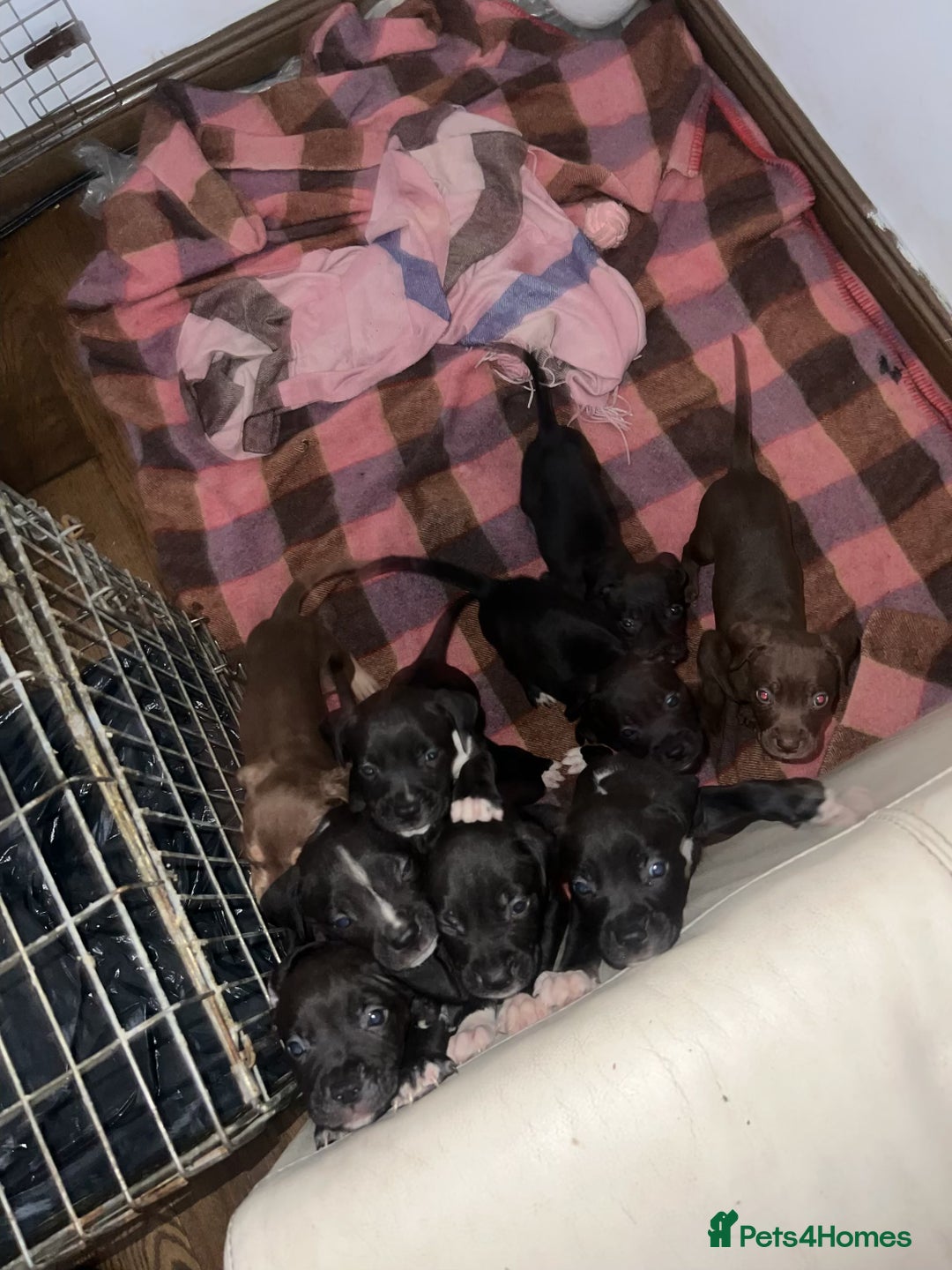 Mixed Breed dogs for sale: Cane corso x staff puppies  - Image 7