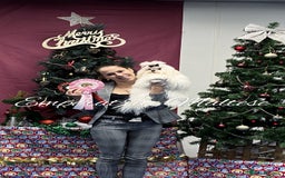 Maltese dogs for sale: Tiny KC Reg. Korean Line Maltese- by Emperatrice - Image 28