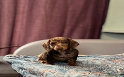 Dachshund dogs for sale: Dachshund puppy’s one boy and four girls  - Image 8