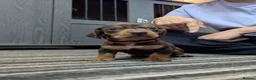 Dachshund dogs for sale: Gorgeous Smooth-Haired Dachshund Puppies - Advert 13