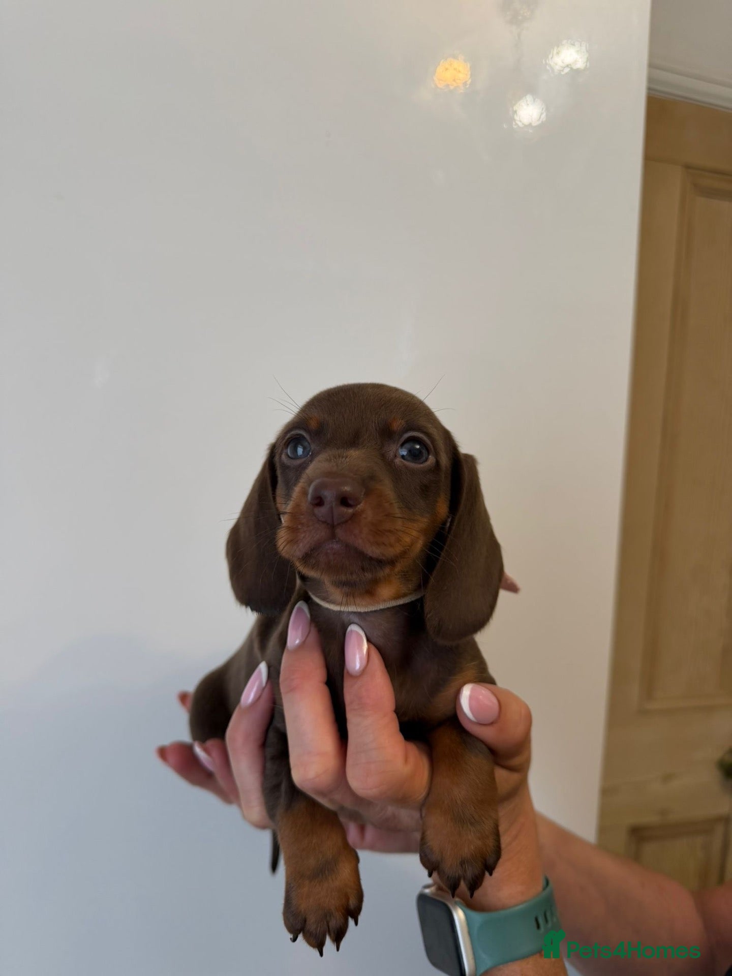 Miniature Dachshund dogs 🤩3 stunning miniature dachshund 🤩 - Advert 5
