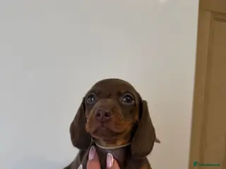 Miniature Dachshund dogs 🤩3 stunning miniature dachshund 🤩 - Advert 5