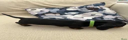 Miniature Dachshund dogs for sale: Miniature Dachshund Puppy  - Advert 2