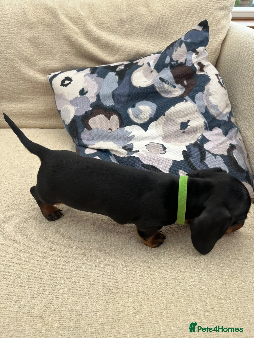 Miniature Dachshund dogs for sale: Miniature Dachshund Puppy  - Advert 2