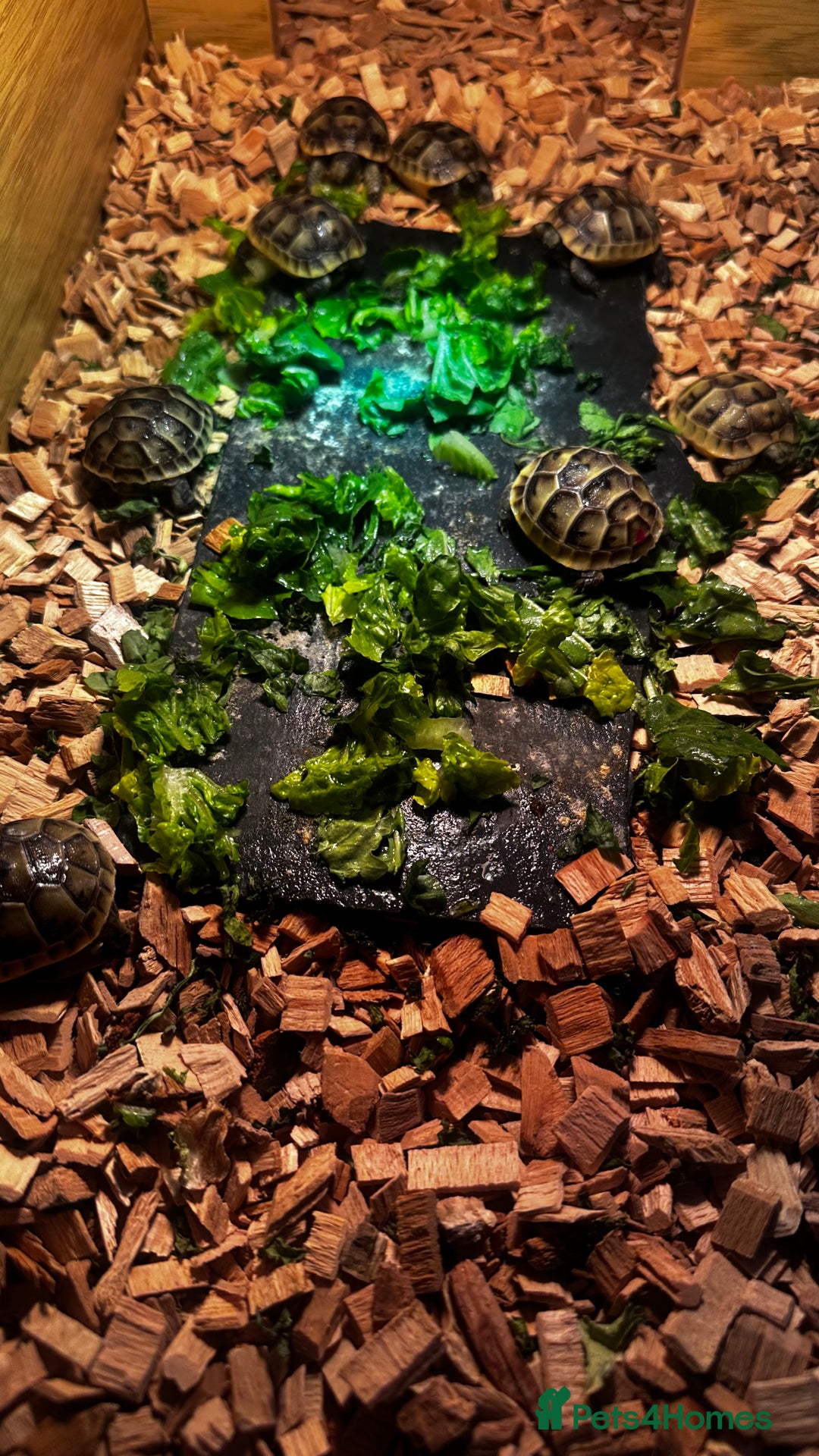 Tortoise reptiles for sale: Baby Spur thigh tortoises  - Image 9